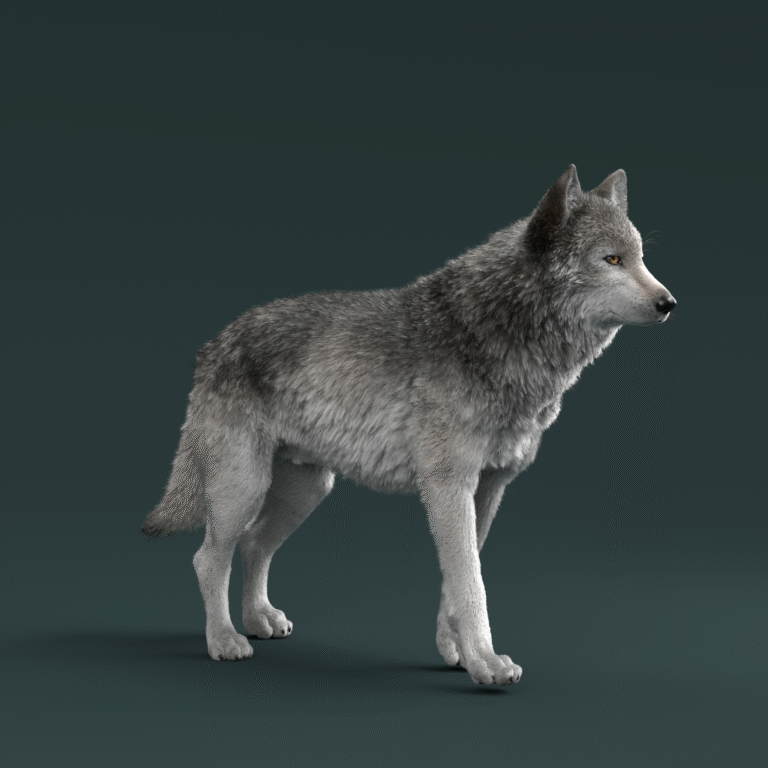 wolf_FINAL2_render_CAMERA TURN TABLE_3_1